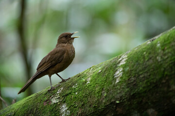 Clay-colored Thrush - Turdus grayi common Middle American bird of the thrush family (Turdidae), national bird of Costa Rica, known as the yiguirro. Clay-colored robin