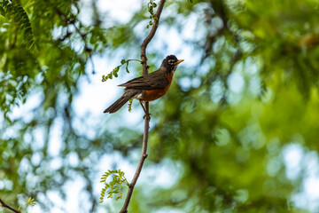 close up beautiful brown and red bird is sitting on a tree branch in the middle of a forest with a bokeh back ground creating an abstract background.