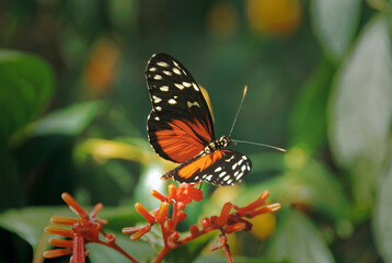 Mariposa bella