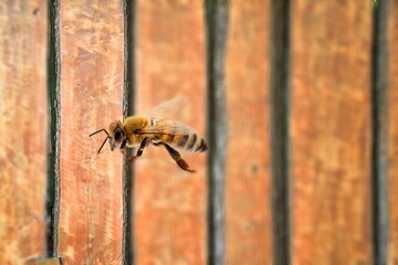 Osmia wall bee flying in front of nest, sunny day, wooden background