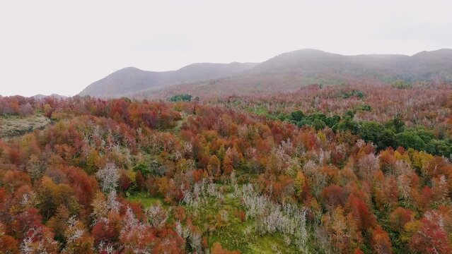 Patagonia landscape. Aerial view of the red forest in autumn in an early morning with a mist. View of the hills and mountains. Beautiful fall colors in the plants foliage. 