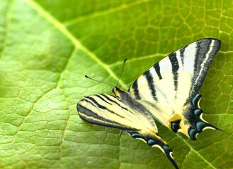 Butterfly on green leaf, nature concept