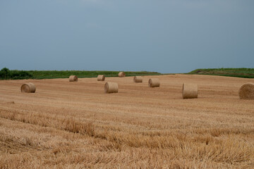 刈取が終わった後のムギ畑の麦ロール
