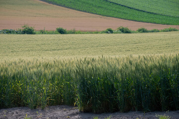 Obraz premium 丘陵地帯の緑のムギ畑 