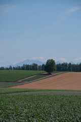 丘陵畑作地帯に立つシラカバ
