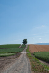 夏の丘の畑に立つシラカバの木
