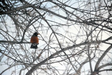 robin