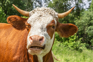 Portrait of a funny german simmental breed cow on a pasture in summer outdoors, bos taurus