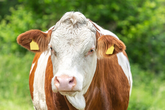 Portrait of a free-range german simmental breed cow on a pasture in summer outdoors