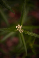 White Swamp Milkweed Flower with leaves and dark green background in Ohio