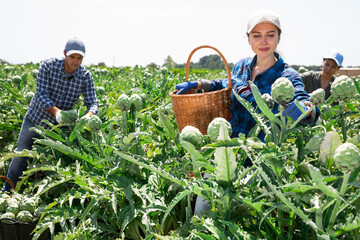 Caucasian woman gardener harvesting fresh artichokes on plantation with co-workers.