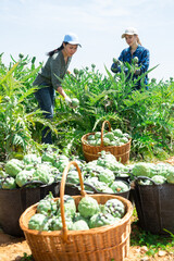 Well-coordinated team of farmers harvesting ripe artichokes together in a summer field