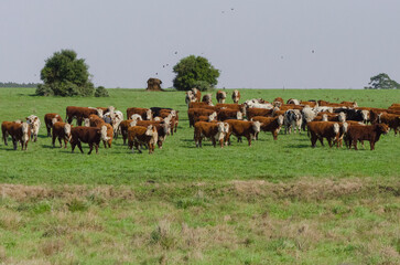 Hereford cows outdoors on pasture - obrazy, fototapety, plakaty