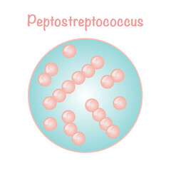 Vector Illustration Graphic of Peptostreptococcus