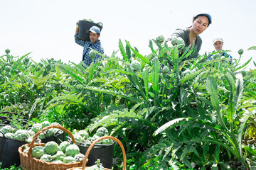 Plantation workers picking ripe artichokes on vegetable field.