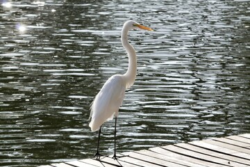 Obraz premium White heron at the edge of the pond, under the natural background of the water mirror