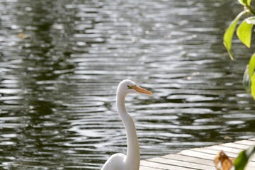 Obraz premium White heron at the edge of the pond, under the natural background of the water mirror