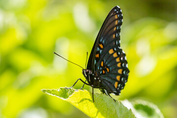Red Spotted Admiral Butterfly on Apple Leaf