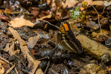 Arizona Sister Butterfly Drinks in a Desert Water Hole