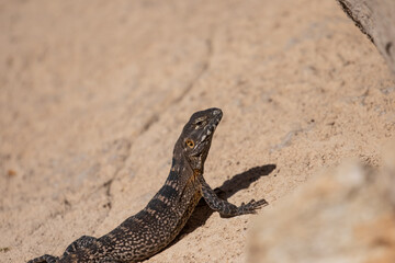 Sonoran Spiny Tailed Iguana Rests on a Desert Rock