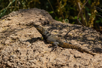 Spiny Tailed Iguana in Arizona Desert