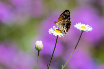 Texan Crescent Butterfly on Daisy
