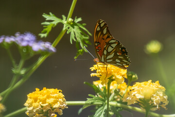 Gulf Fritillary Butterfly On Yellow Flower With Closed Wings 