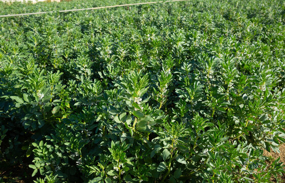 Flower sprouts fava beans growing on the plantation. High quality photo