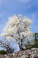 石垣の上の白モクレン	