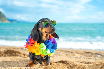 Cute dachshund puppy in cool sunglasses with round polarized lenses, who is wearing colorful...