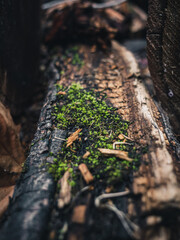 Fototapeta premium moss on wood
