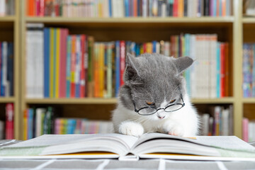 a cute british shorthair cat reading a book in front of a book shelf - obrazy, fototapety, plakaty