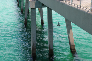 Fish caught on line - baby cobia fish being pulled up on fishing line
