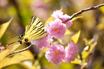 Beautiful butterfly on  nature of monarch on flower on bright sunny day.