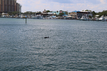 dolphin surfacing in a harbor