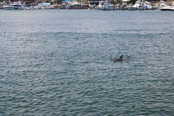 dolphin surfacing near the coast in a harbor