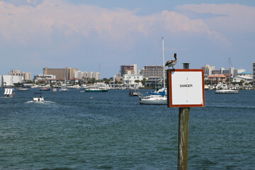 pelican standing on danger sign near harbor