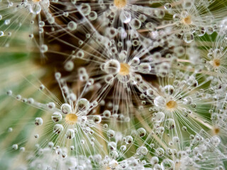 Dandelion seed puffs covered by dew