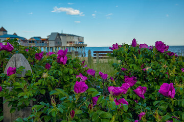 Summer view An old wooden pier with colorful cafes on the shores of the Atlantic Ocean. USA. Portland. old orchard beach  Lush rose blooms and a jetty pier in the background.