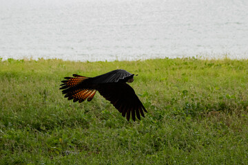 wild red tail black cockatoo 