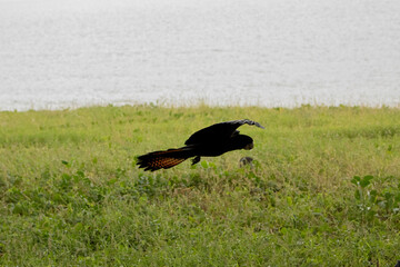 wild red tail black cockatoo 