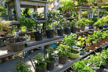 市場に並んだ日本の盆栽、鉢植えの植物