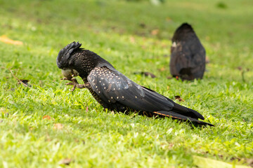 wild red tail black cockatoo 