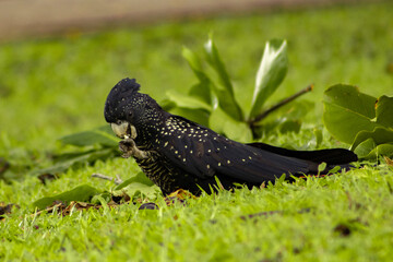 wild red tail black cockatoo 