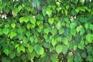 Closeup group of green leaves texture background.