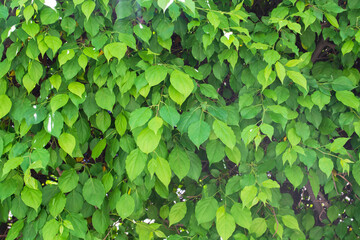 Fototapeta na wymiar Natural green leaves wall background