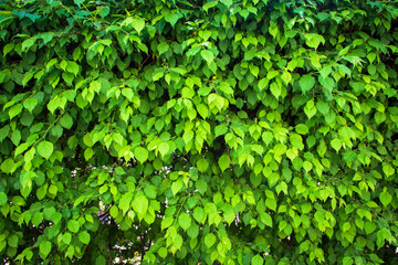 Fototapeta na wymiar Closeup group of green leaves texture background.