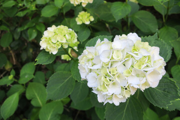 初夏の公園に咲く紫陽花の花とかたつむり