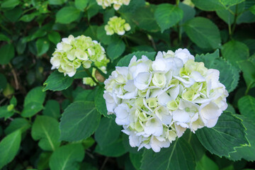 Naklejka premium 初夏の公園に咲く紫陽花の花とかたつむり