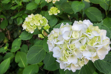 Fototapeta premium 初夏の公園に咲く紫陽花の花とかたつむり